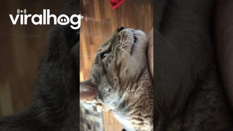 Bengal Cat Back From the Vet and He Is Not Happy || ViralHog