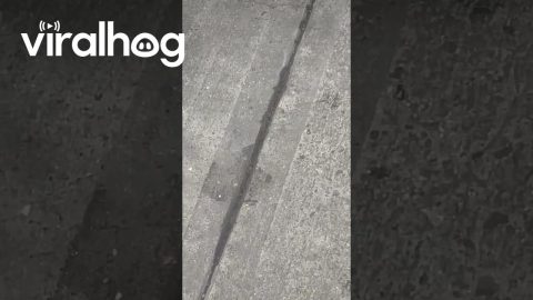 Smoke Comes Up From NYC Sidewalk || ViralHog