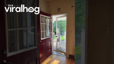Dog Opens Front Door || ViralHog