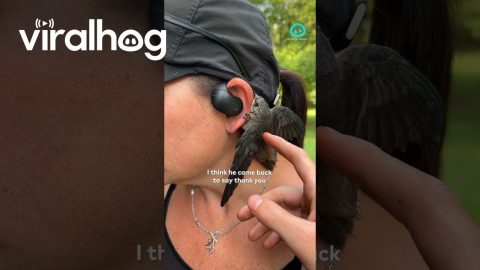 Little Bird Clings to Ear || ViralHog Shorts