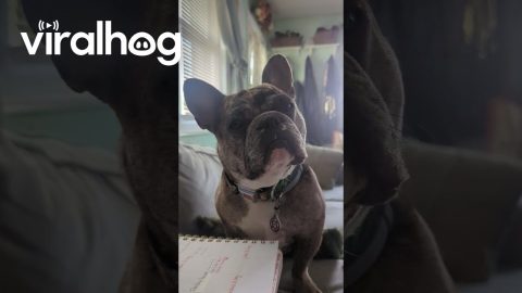 Frenchie's First Words || ViralHog