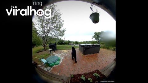Bear Rings the Doorbell || ViralHog