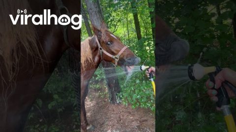 Horse Catching Water From the Hose || ViralHog