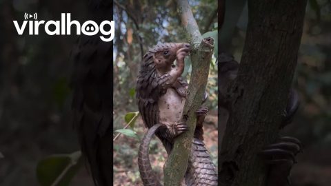 Pangolin Feeds On Tree Ants || ViralHog