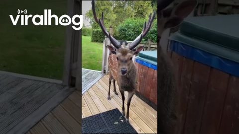 Sharing A Melon With Friendly Fallow Deer || ViralHog
