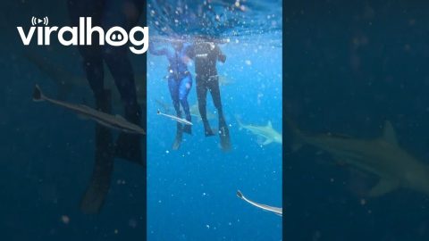 Floating Divers Surrounded by Sharks || ViralHog