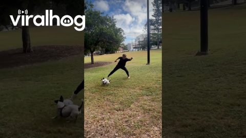 Miniature Fox Terrier Loves Playing Soccer || ViralHog