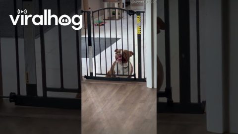 We All Get Hangry Sometimes || ViralHog