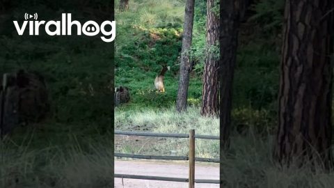 Elk Spotted Dancing in the Forest || ViralHog