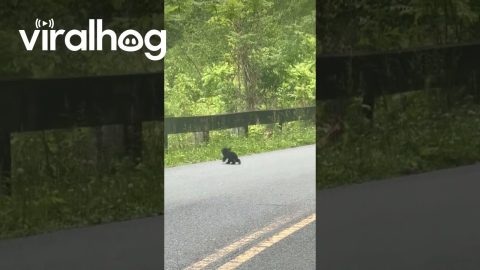 This Baby Bear Was So Small You Would Think It Was Just Born || ViralHog