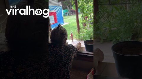 Rooster Romps Across Yard When Called || ViralHog