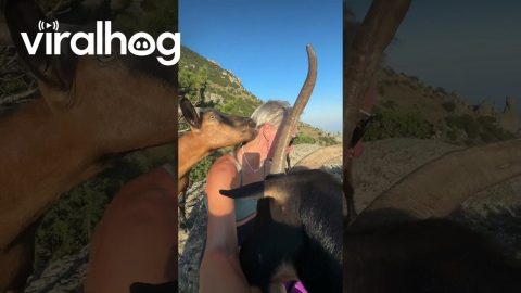 Goat Kisses || ViralHog