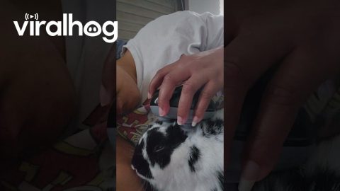 Bunny Head Massage || ViralHog