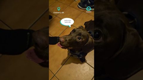 Pup's Ball Addiction Makes His Tongue Crazy || ViralHog Shorts