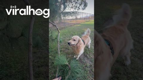 Golden Stoked on Large Stick Attached to Tree || ViralHog