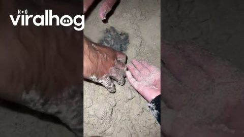 Volunteers Collect Sea Turtle Hatchlings Babies for Safe Release || ViralHog