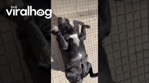 The Dog That Left the Sun Without Vitamin D || ViralHog
