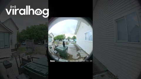 Cat Misjudges Jump, Thuds Against Front Door || ViralHog