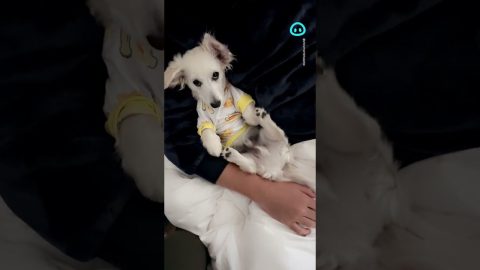 Dachshund Plays Peekaboo With His Toe Beans || ViralHog Shorts