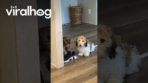 Dog Stops Brother From Playing With Shoes || ViralHog