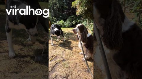 Bonnie Holds Water Hose So Simba Can Have a Good Drink || ViralHog