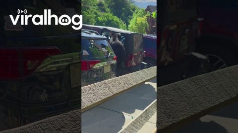 Hungry Bear Crawls Into Jeep || ViralHog