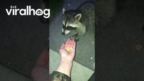 Baby Raccoon Recovers After Losing Hand || ViralHog