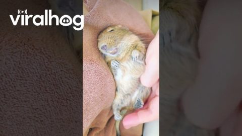 A Spoiled Female Degu Pet || ViralHog
