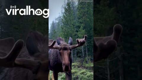 Moose Sticks Its Head in the Car || ViralHog