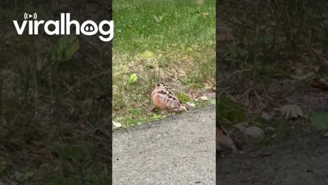 Dancing Woodcock at the Quabbin Reservoir in Massachusetts || ViralHog