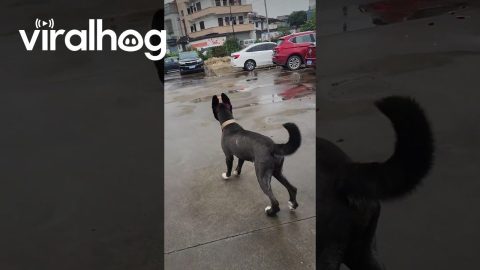 Happy Pink Puppy Bounces Away || ViralHog