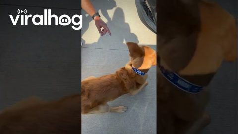 Goose - The Watermelon Dog! || ViralHog