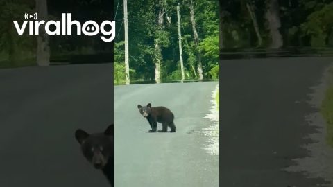 Playful Bear Cubs Cross Road With Mom || ViralHog