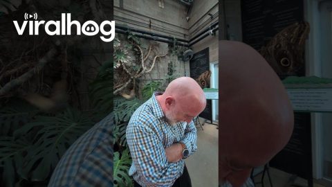 Butterflies Flock to Bald Man's Head || ViralHog