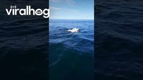 Boaters Cross Paths With Polar Bear and Her Cubs || ViralHog