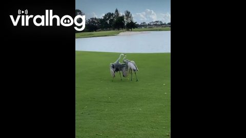 Sandhill Cranes Go at It on the Golf Course || ViralHog