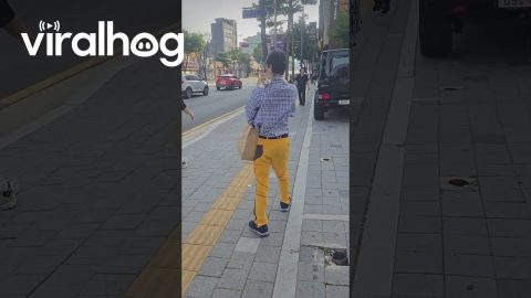 Seoul Cat Strolls Through City On Shoulder || ViralHog