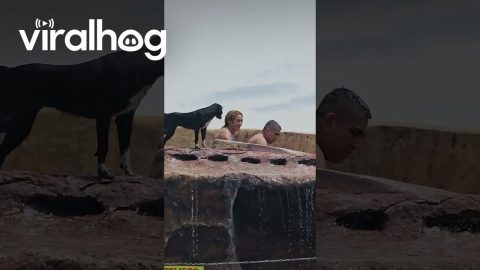 Dog Joins Waterslide Ride || ViralHog