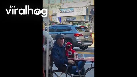 Dripped Out Dog Sits At Outdoor Table || ViralHog