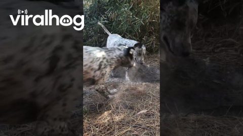Dust Shake Off || ViralHog