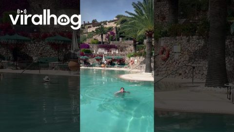 Reverse Dive || ViralHog