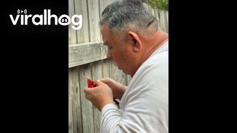 Veteran Saves Cardinal From His Backyard Fence || ViralHog
