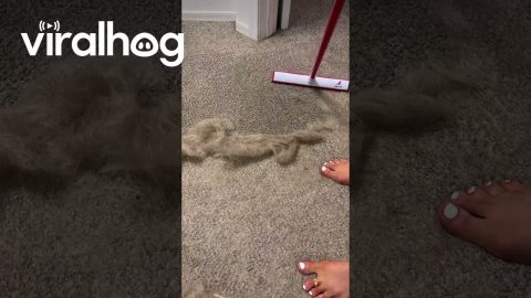 Hair Removal Broom || ViralHog