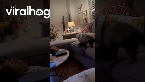 House Ferret Folds In Half || ViralHog
