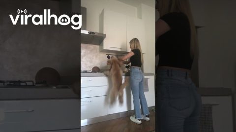 Lunch Excites Jumping Poodle || ViralHog