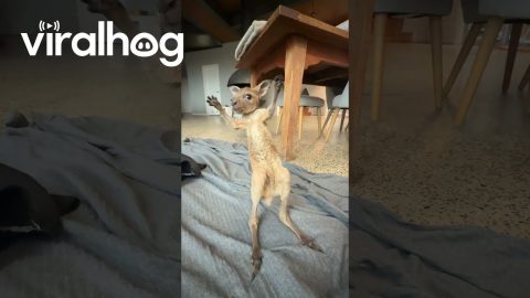 Adorable Joey Kangaroo Takes First Wobbly Hops || ViralHog