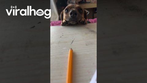 Student Distracted by the Cutest Puppy Dog Eyes || ViralHog