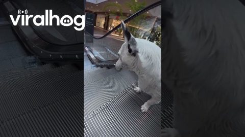Dog Carries Plastic Bottle Through Mall || ViralHog