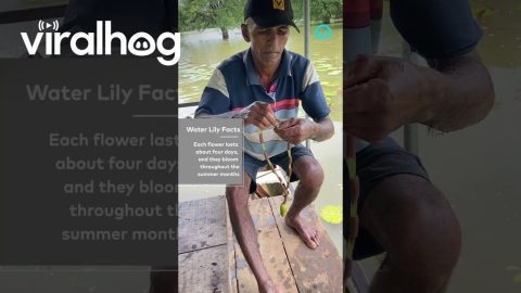 Water Lily Into a Necklace || ViralHog Shorts