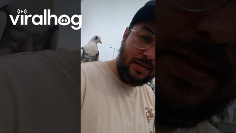 Pigeon Lands on Man's Shoulder || ViralHog